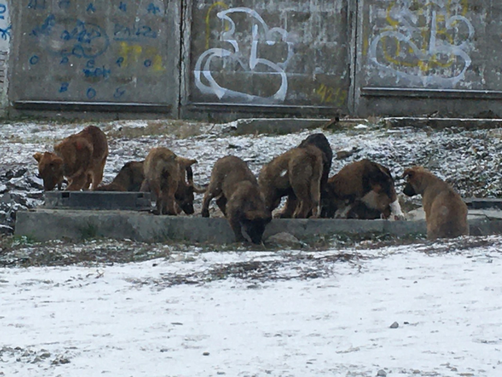 Новороссийцы обеспокоены стаей бродячих собак, терроризирующей жителей Южного района