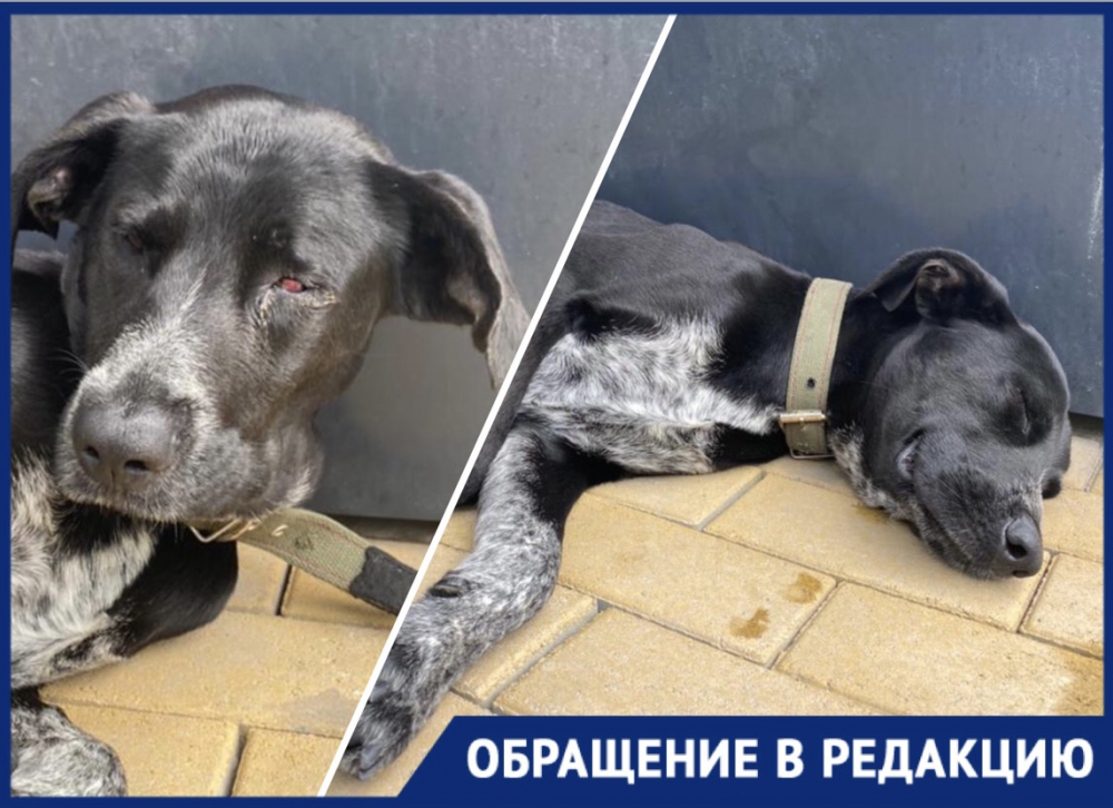 Обессиленный пес без глаза мучается на набережной Новороссийска