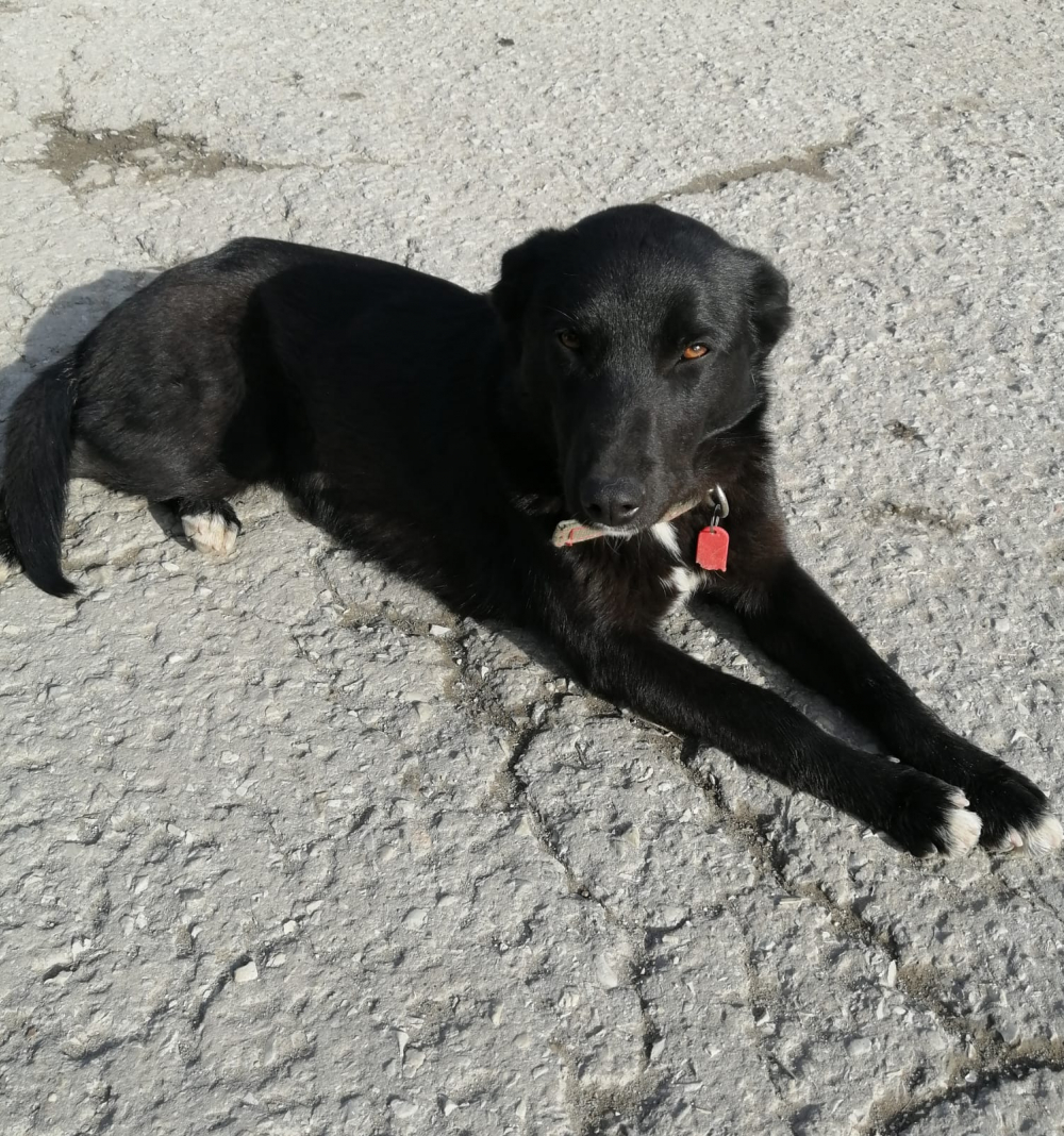 В гаражном кооперативе Новороссийска больше 10 собак: в их агрессию не верят владельцы