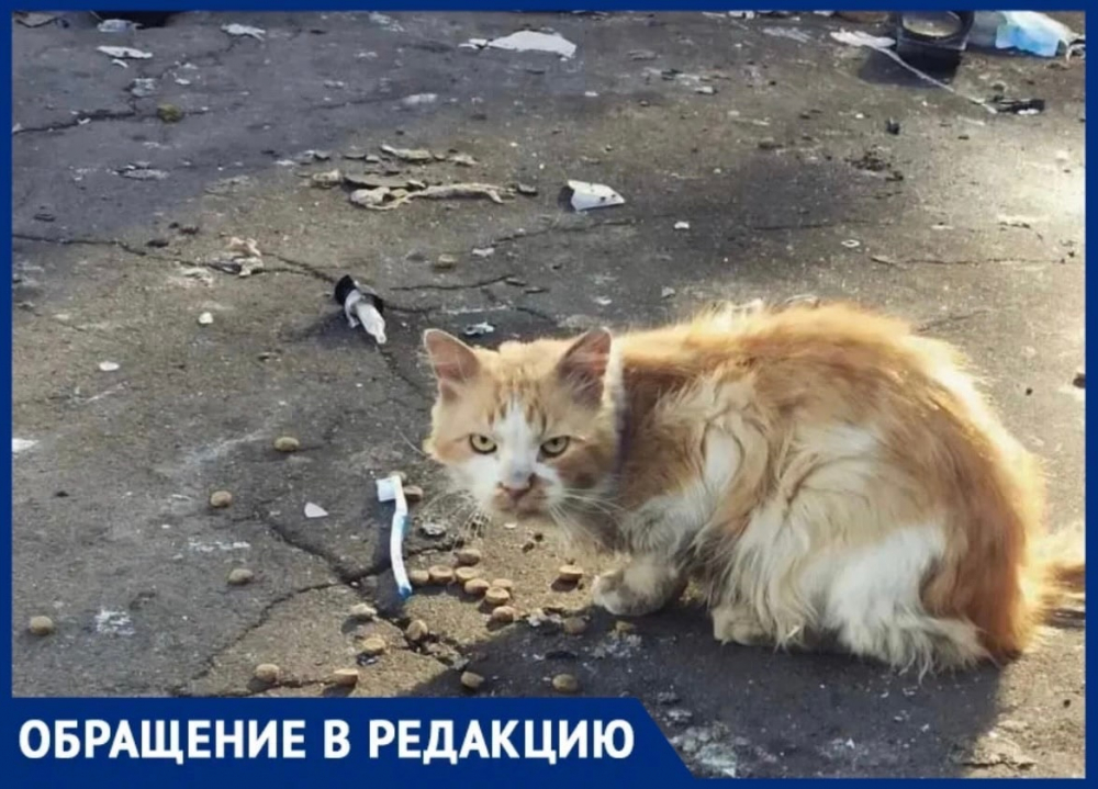 Волонтеры Новороссийска просят помощи в спасении животных из зоны СВО