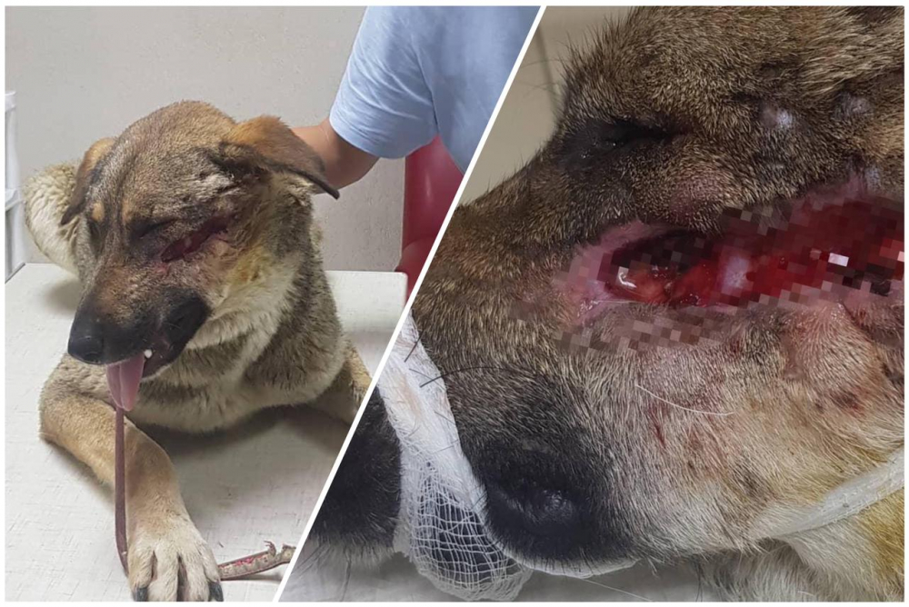 «Расстреляли из дробовика»: страшное издевательство над собакой в Новороссийске