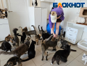 «Надежды почти нет!» - приют кошек в Новороссийске переполнен и нуждается в помощи 