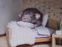 В квартиры новороссийской многоэтажки заселяются мыши