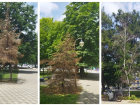 Засохшие деревья в центре Новороссийска — что будет с умирающими растениями