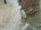 Новороссийцев встречают "апокалиптические виды” из-за американской гусеницы