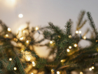 4 новороссийцев накажут за незаконную продажу новогодних елок