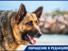 В пригороде Новороссийска пара «огромных» овчарок угрожают безопасности прохожих