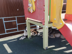 Бродячие собаки облюбовали детскую площадку в Новороссийске