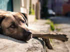 780 собак отловили в этом году в Новороссийске - о решении вопроса с "бродяжками"