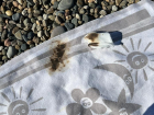Пляж в Новороссийске покрыт нефтепродуктами – мазут пачкает детей и взрослых 