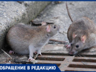 Мир паникует из-за коронавируса, а Новороссийск захватывают крысы
