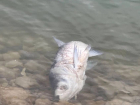 Новороссийцы рассекретили "огромную" рыбу, найденную на горпляже