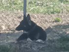 Хатико из Новороссийска: брошенный, голодный пес ждет своего хозяина 