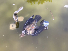 Мертвая птица уже три дня плавает в фонтане Новороссийска