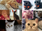 В конкурсе участвуют самые красивые коты Новороссийска