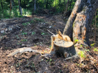 В Цемесской роще наломали дров на 600 тысяч рублей: заведено уголовное дело