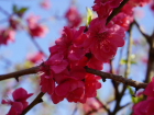 Персики, сливы, вишня — сады на площади 30 000 га зацвели на Кубани