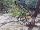 Поваленные деревья до сих пор напоминают об ураганном ветре в Новороссийске