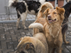 “Чиновничье безумие” властей Краснодарского края — депутат Госдумы запрещает запрещать подкармливать бездомных животных