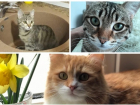 Имена самых красивых котов Новороссийска-2019 уже известны