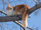 Житель улицы Новороссийской пригнал автовышку и спас кота с дерева 