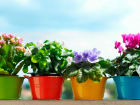 Неприхотливые цветы для ленивого цветовода — новороссийцам на заметку