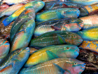 ТОП - 5 рыб, что можно поймать на Западном молу в Новороссийске и одна секретная