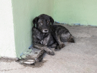 Почти 10 миллионов потратят на решение проблемы бездомных животных в Новороссийске