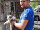 Чуть не заклевали — в Новороссийске кота спасли от птиц