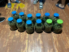 Более килограмма марихуаны изъяли у новороссийского дедушки