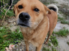 Собака-улыбака ищет любящую семью в Новороссийске