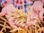 Что такое ГМО и почему в будущем новороссийцы могут питаться исключительно ими
