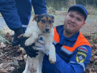 Упал и звал на помощь: Новороссийские спасатели достали щенка из открытого люка 