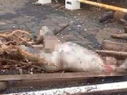Труп  мужчины прибило штормом к берегу в Новороссийске 