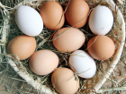 "Золотые яйца" в Новороссийске скоро перестанут дорожать 