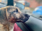 «Их травили, били и выкинули их дом»: жительница Новороссийска спасает выжившего щенка 