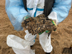 Вещество, вызывающее рак, ученые нашли на пляжах Анапы в результате разлива мазута