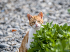  Погода в Новороссийске: в субботу солнышко играет в прятки 