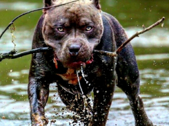 Пока девочку грызла собака, рыбак переживал за рыбу: подробности страшной истории в Новороссийске