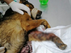 12 новых щенков и собака, гнившая заживо — новые подопечные волонтера в Новороссийске