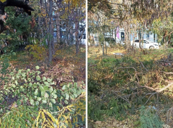 Деревья сухие, мусор и ветки: жительница Новороссийска просит заняться сквером у дома 