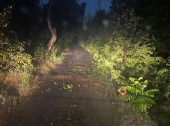 Стихия «натворила дел»: в Новороссийске пилят деревья, а города-курорты - тонут