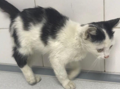 Люди против кошек: у жителей котодвора в Новороссийске другой взгляд на конфликт между соседями