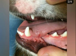 Домашнюю собаку ранили во время прогулки с хозяином в Новороссийске