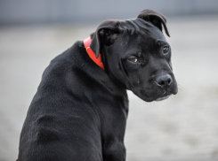 Решили поступить радикально: в Госдуме придумали, как прекратить выброс собак на улицу