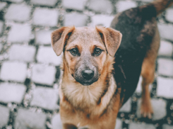 «Всем жалко собачек, но у нас дети», - жительница Новороссийска просит избавить двор от собак 