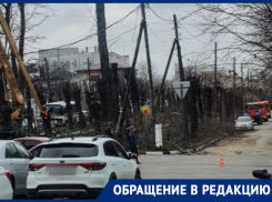 В центре Новороссийска обкорнали деревья: что скажет Центр озеленения