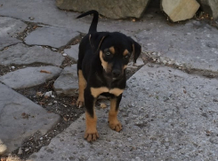 Не дайте им погибнуть: в Новороссийске щенки ищут дом 