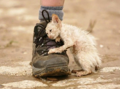 В День защиты прав животных солнце над Новороссийском начнёт пробиваться сквозь тучи