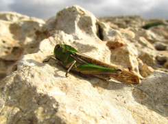 Налетит саранча: нашествие вредителей ожидается в Краснодарском крае 